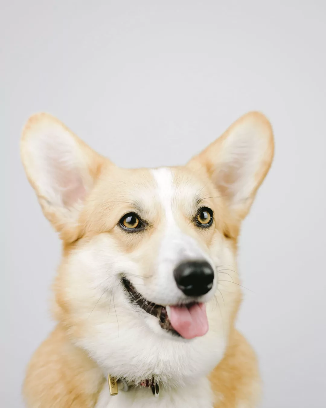 Source pet for Realistic Human Twin