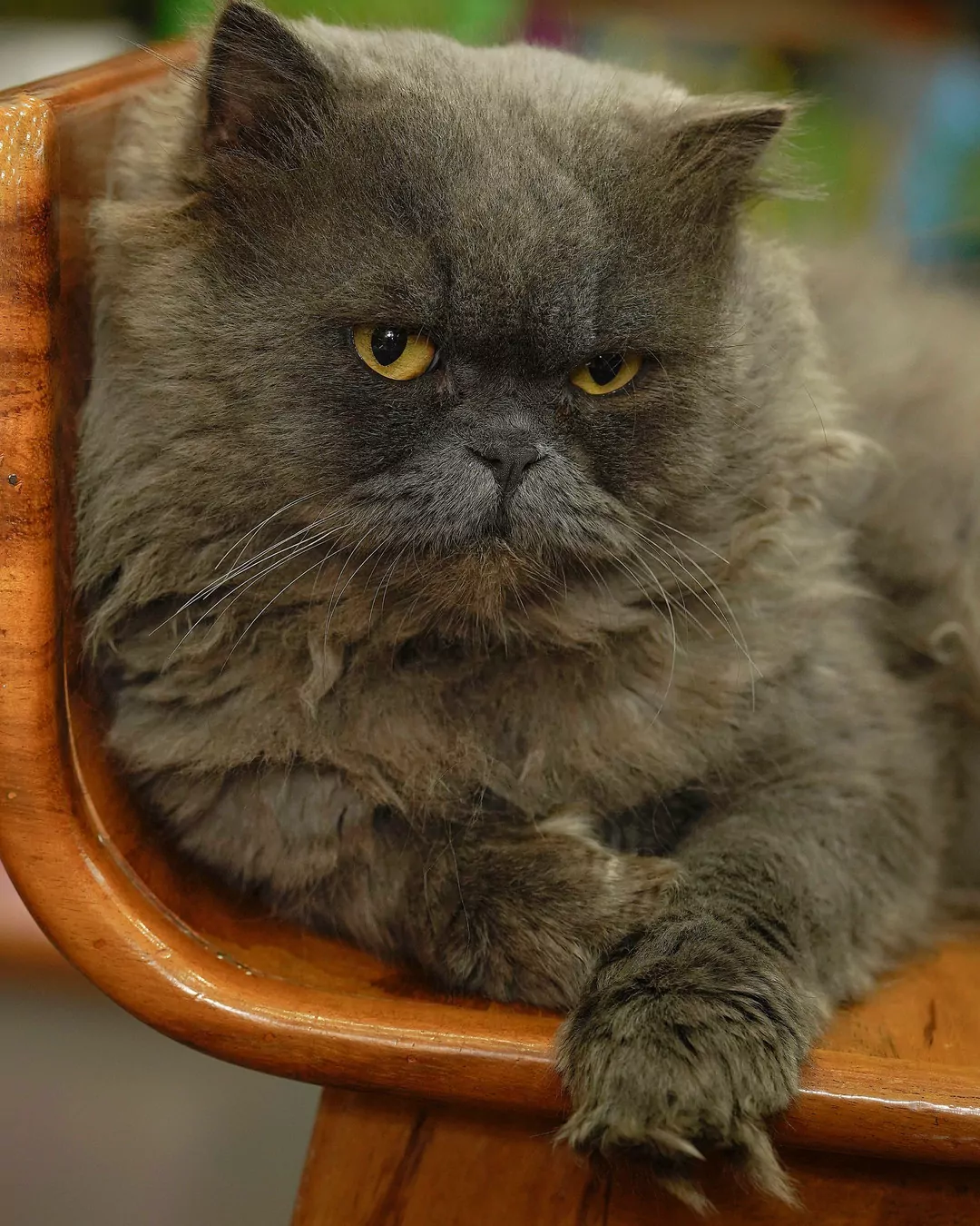 Source pet for Victorian Noble